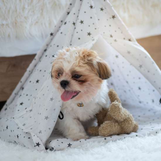 https://allaboutpet.gr/image/cache/catalog/Blog/blog1diakosmisi-550x550.jpg https://allaboutpet.gr/image/cache/catalog/Blog/blog1diakosmisi-550x550.jpg