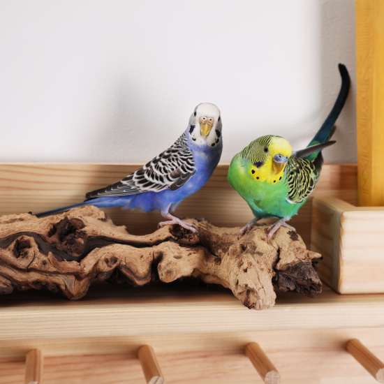 https://allaboutpet.gr/image/cache/catalog/Blog/blogparrots-550x550.jpg https://allaboutpet.gr/image/cache/catalog/Blog/blogparrots-550x550.jpg