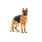 ROYAL CANIN HEALTH NUTRITION ADULT DOG MAXI 15kg