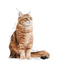ROYAL CANIN DIGESTIVE CARE ADULT CAT 2kg