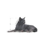 ROYAL CANIN STERILISED 7PLUS ADULT CAT 1.5kg
