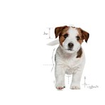 ROYAL CANIN PUPPY DOG MINI 2kg