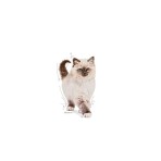 ROYAL CANIN KITTEN 2kg