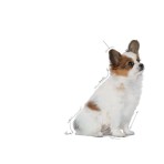 ROYAL CANIN PUPPY DOG XSMALL 1.5kg ROYAL CANIN PUPPY DOG XSMALL 1.5kg