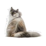ROYAL CANIN HAIR SKIN CARE ADULT CAT 2kg