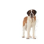 ROYAL CANIN JUNIOR DOG GIANT 15kg