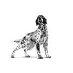 ROYAL CANIN VETERINARY DIET RENAL ADULT DOG 14kg