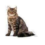 ROYAL CANIN ADULT CAT URINARY CARE THIN SLICES IN GRAVY 85gr