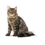 ROYAL CANIN URINARY CARE ADULT CAT 2kg