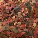 AMTRA PRO FLAKE ΝΙΦΑΔΕΣ ΓΙΑ ΤΡΟΠΙΚΑ ΨΑΡΙΑ 20gr