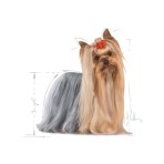 ROYAL CANIN YORKSHIRE TERRIER ADULT DOG 1.5kg