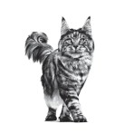 ROYAL CANIN VETERINARY DIET RENAL SELECT ADULT CAT 400gr