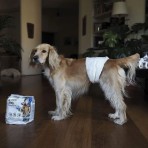 CROCI NAPPY MALE WRAP ΦΑΣΑ ΑΡΣΕΝΙΚΟΥ ΣΚΥΛΟΥ MEDIUM 40-50cm 12pcs