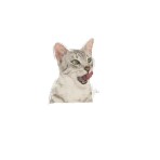 ROYAL CANIN SENSORY TASTE ADULT CAT CHUNKS IN GRAVY POUCH 85gr