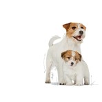 ROYAL CANIN STARTER MOTHER AND BABYDOG MINI 1Kg ROYAL CANIN STARTER MOTHER AND BABYDOG MINI 1Kg