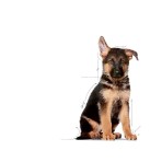 ROYAL CANIN PUPPY DOG MAXI 10kg