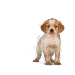 ROYAL CANIN PUPPY DOG MINI 10kg