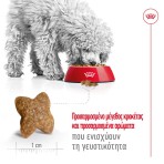 ROYAL CANIN ADULT DOG MINI 2kg ROYAL CANIN ADULT DOG MINI 2kg