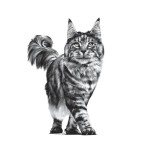 ROYAL CANIN VETERINARY DIET EARLY RENAL ADULT CAT 3.5kg