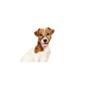 ROYAL CANIN MINI AGEING 8+ DOG LOAF CAN 195gr