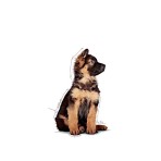 ROYAL CANIN PUPPY DOG MAXI CHUNKS IN GRAVY POUCH 140gr
