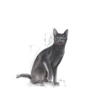 ROYAL CANIN REGULAR STERILISED ADULT CAT 4kg