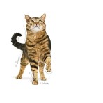 ROYAL CANIN APPETITE CONTROL CARE ADULT CAT 400gr ROYAL CANIN APPETITE CONTROL CARE ADULT CAT 400gr