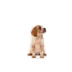 ROYAL CANIN PUPPY DOG MEDIUM CHUNKS IN GRAVY POUCH 10x140gr