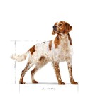 ROYAL CANIN HEALTH NUTRITION ADULT DOG MEDIUM 12kg ROYAL CANIN HEALTH NUTRITION ADULT DOG MEDIUM 12kg