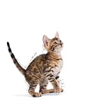 ROYAL CANIN SIZE HEALTH NUTRITION STERILISED KITTEN CAT CHUNKS IN GRAVY POUCH 12X85gr ROYAL CANIN SIZE HEALTH NUTRITION STERILISED KITTEN CAT CHUNKS IN GRAVY POUCH 12X85gr