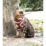 BOBBY STRIPES ΣΕΤ ΣΑΜΑΡΑΚΙ ΚΑΙ ΟΔΗΓΟΣ ΓΑΤΑΣ XSMALL RED AND WHITE