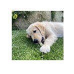 HIMALAYAN CHEESE DENTAL BONE WITH SPIRULINA FOR DOGS SMALL 35-60gr