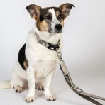 MAX & MOLLY MATRIX 2.0 SMART ID COLLAR ΠΕΡΙΛΑΙΜΙΟ ΣΚΥΛΟΥ SAND XSMALL