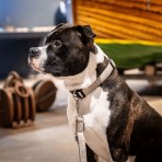 MAX & MOLLY MATRIX 2.0 SMART ID COLLAR ΠΕΡΙΛΑΙΜΙΟ ΣΚΥΛΟΥ SAND MEDIUM