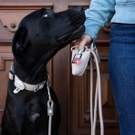 MAX & MOLLY MATRIX 2.0 SMART ID COLLAR ΠΕΡΙΛΑΙΜΙΟ ΣΚΥΛΟΥ SAND LARGE MAX & MOLLY MATRIX 2.0 SMART ID COLLAR ΠΕΡΙΛΑΙΜΙΟ ΣΚΥΛΟΥ SAND LARGE