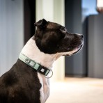 MAX & MOLLY MATRIX 2.0 SMART ID COLLAR ΠΕΡΙΛΑΙΜΙΟ ΣΚΥΛΟΥ JADE MEDIUM