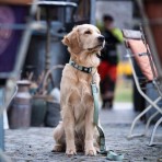 MAX & MOLLY MATRIX 2.0 SHORT LEASH ΟΔΗΓΟΣ ΠΕΡΙΠΑΤΟΥ ΣΚΥΛΟΥ JADE LARGE