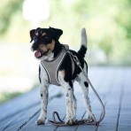 MAX & MOLLY MATRIX 2.0 ROPE LEASH ΟΔΗΓΟΣ ΠΕΡΙΠΑΤΟΥ ΣΚΥΛΟΥ SAND MEDIUM LARGE 2m MAX & MOLLY MATRIX 2.0 ROPE LEASH ΟΔΗΓΟΣ ΠΕΡΙΠΑΤΟΥ ΣΚΥΛΟΥ SAND MEDIUM LARGE 2m