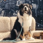 MAX & MOLLY MATRIX 2.0 ROPE LEASH ΟΔΗΓΟΣ ΠΕΡΙΠΑΤΟΥ ΣΚΥΛΟΥ JADE MEDIUM LARGE 2m MAX & MOLLY MATRIX 2.0 ROPE LEASH ΟΔΗΓΟΣ ΠΕΡΙΠΑΤΟΥ ΣΚΥΛΟΥ JADE MEDIUM LARGE 2m