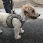 MAX & MOLLY MATRIX 2.0 AIR VEST SMART ID ΣΑΜΑΡΑΚΙ ΣΚΥΛΟΥ SAND SMALL 37-41cm