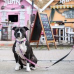 MAX & MOLLY STRAWBERRY DREAM SMART ID COLLAR ΠΕΡΙΛΑΙΜΙΟ ΣΚΥΛΟΥ MEDIUM