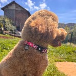 MAX & MOLLY LEOPARD PINK II SMART ID COLLAR ΠΕΡΙΛΑΙΜΙΟ ΣΚΥΛΟΥ SMALL MAX & MOLLY LEOPARD PINK II SMART ID COLLAR ΠΕΡΙΛΑΙΜΙΟ ΣΚΥΛΟΥ SMALL
