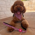 MAX & MOLLY LEOPARD PINK II SHORT LEASH ΟΔΗΓΟΣ ΠΕΡΙΠΑΤΟΥ ΣΚΥΛΟΥ SMALL