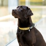 MAX & MOLLY MONKEY MANIAC SMART ID COLLAR ΠΕΡΙΛΑΙΜΙΟ ΣΚΥΛΟΥ SMALL