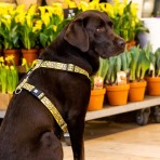 MAX & MOLLY MONKEY MANIAC H-HARNESS ΣΑΜΑΡΑΚΙ ΣΚΥΛΟΥ LARGE MAX & MOLLY MONKEY MANIAC H-HARNESS ΣΑΜΑΡΑΚΙ ΣΚΥΛΟΥ LARGE