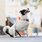 MAX & MOLLY CHERRY BLOOM II SMART ID COLLAR ΠΕΡΙΛΑΙΜΙΟ ΣΚΥΛΟΥ XSMALL