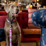 MAX & MOLLY CHERRY BLOOM II SHORT LEASH ΟΔΗΓΟΣ ΠΕΡΙΠΑΤΟΥ ΣΚΥΛΟΥ LARGE MAX & MOLLY CHERRY BLOOM II SHORT LEASH ΟΔΗΓΟΣ ΠΕΡΙΠΑΤΟΥ ΣΚΥΛΟΥ LARGE
