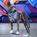 MAX & MOLLY CHERRY BLOOM II SMART ID H-HARNESS ΣΑΜΑΡΑΚΙ ΣΚΥΛΟΥ MEDIUM