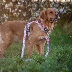 MAX & MOLLY CHERRY BLOOM H-HARNESS ΣΑΜΑΡΑΚΙ ΣΚΥΛΟΥ LARGE