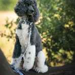 MAX & MOLLY GARDEN SMART ID COLLAR ΠΕΡΙΛΑΙΜΙΟ ΣΚΥΛΟΥ XSMALL MAX & MOLLY GARDEN SMART ID COLLAR ΠΕΡΙΛΑΙΜΙΟ ΣΚΥΛΟΥ XSMALL